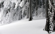 Abetina innevata
